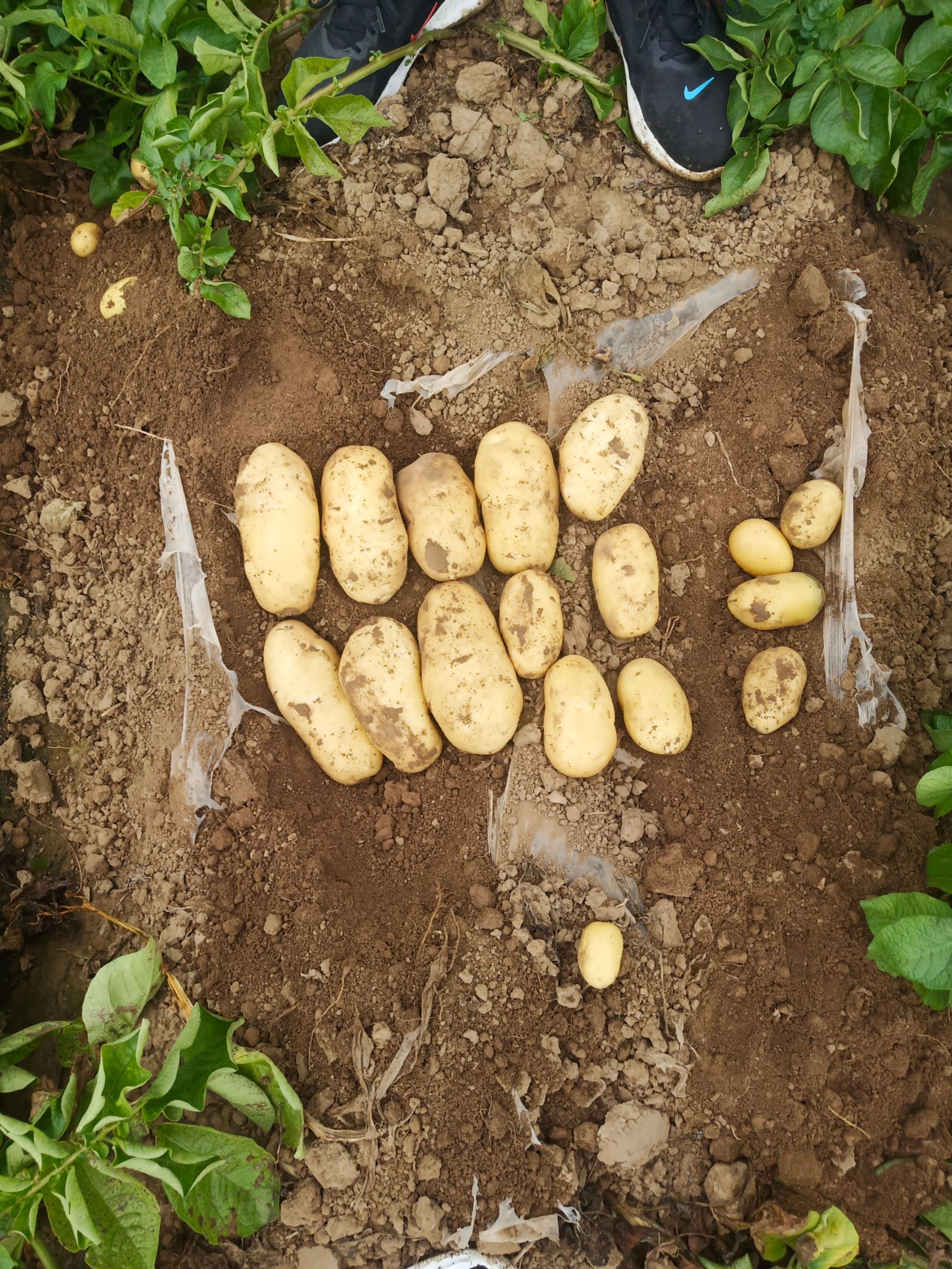 荷兰15 基地货源，质量保证，