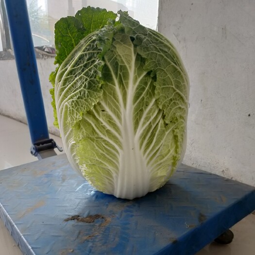 公主岭市黄心大白菜