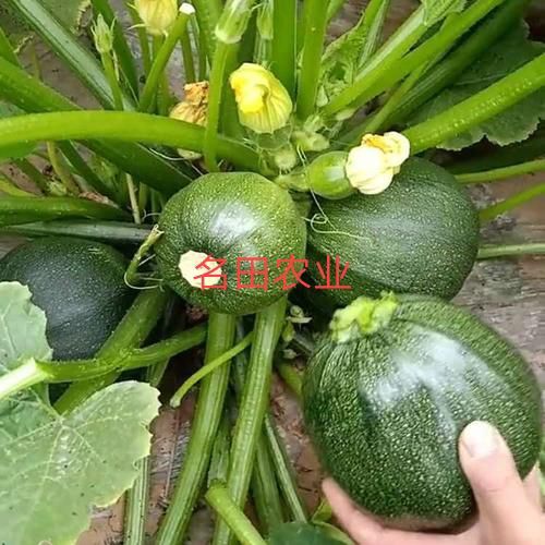 昆明圆西葫芦种子，西葫芦种子