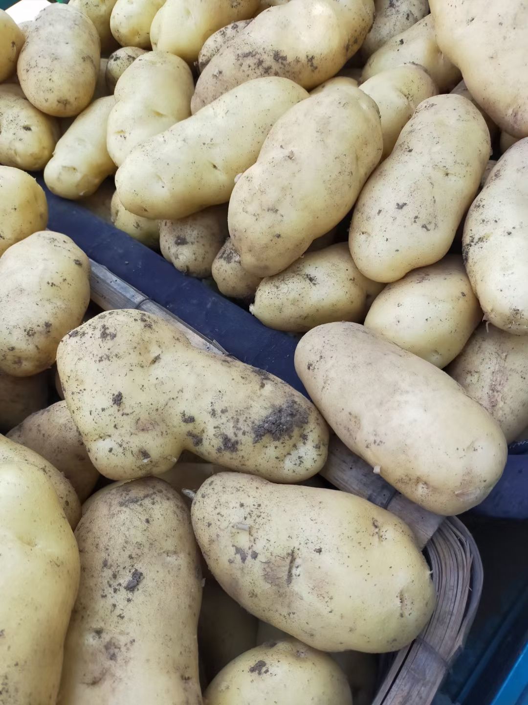 新鲜土豆大量上市产地一手货源商超电商批发大量现货地头现摘现发