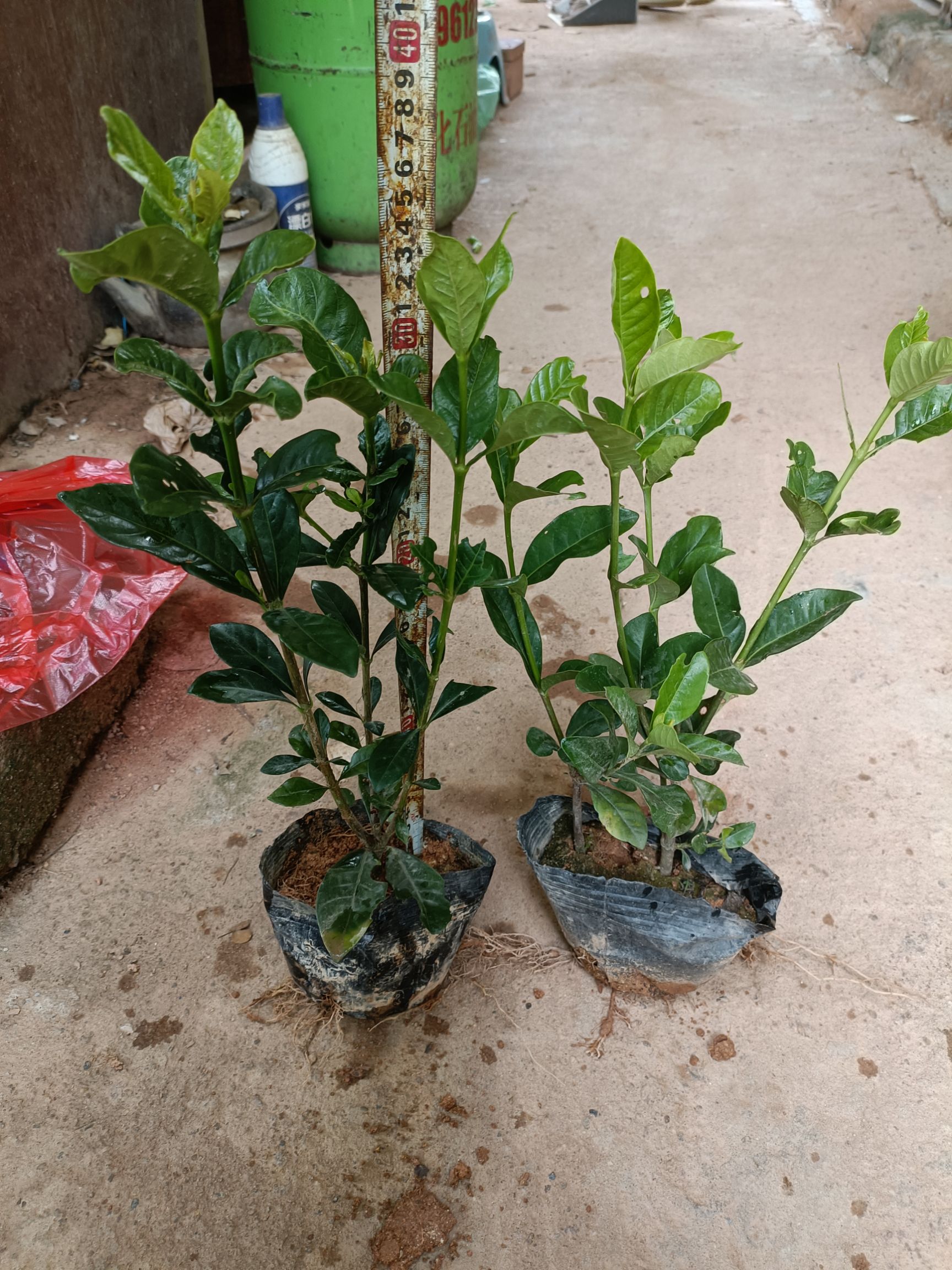 大叶栀子  栀子花