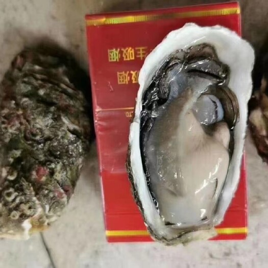 饶平县三倍体生蚝 全壳烧烤生蚝、半壳生蚝，生蚝肉，产地直销供应欢迎合作