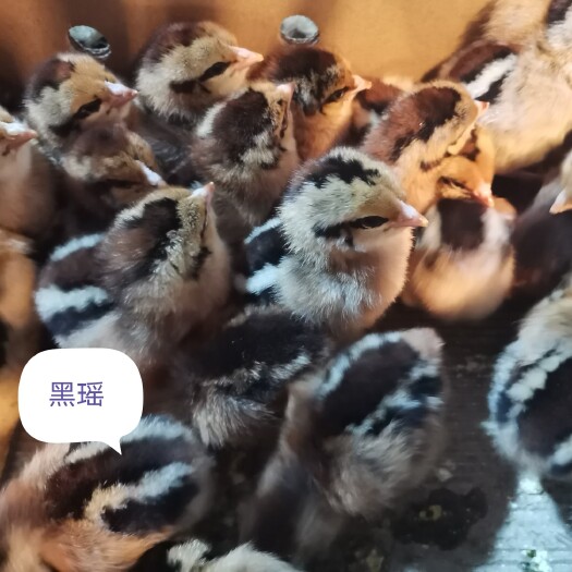 重庆市土鸡苗 销售各种快大型，土鸡型鸡苗，欢迎合作！