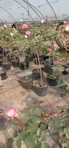 树状月季  G爬藤，月季，树桩，月季