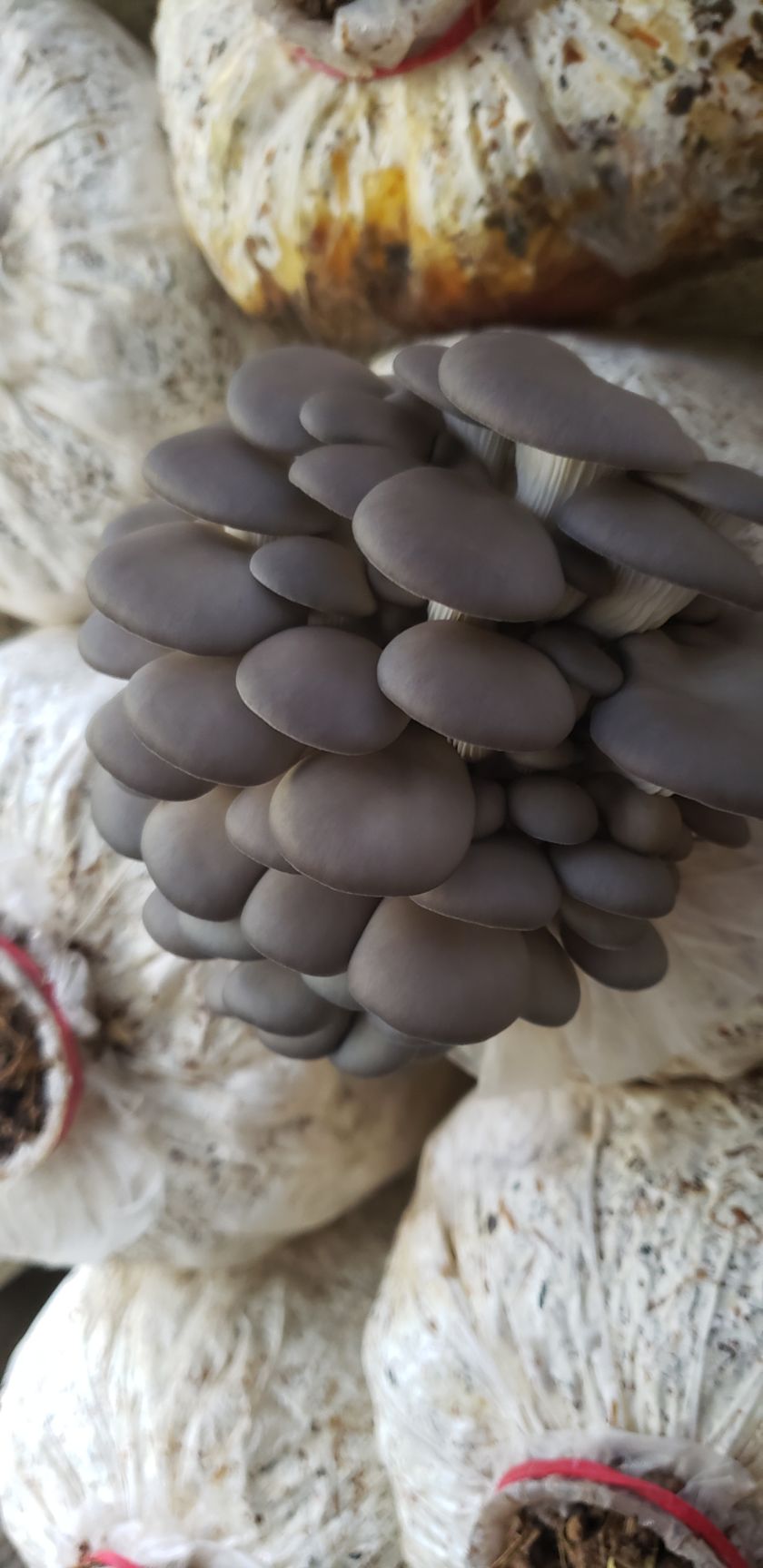 鲜平菇  反季精品平菇大量上市，黑灰色，可装彩框，黑框子均可
