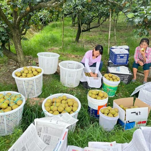 建宁县 自己家种的，2000多棵翠冠梨，黄花梨，