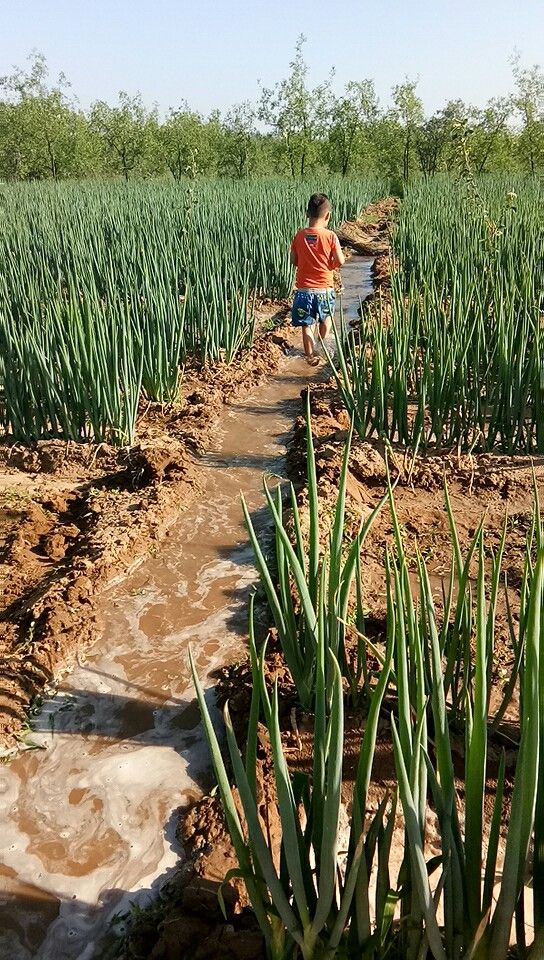 长白大葱  大葱