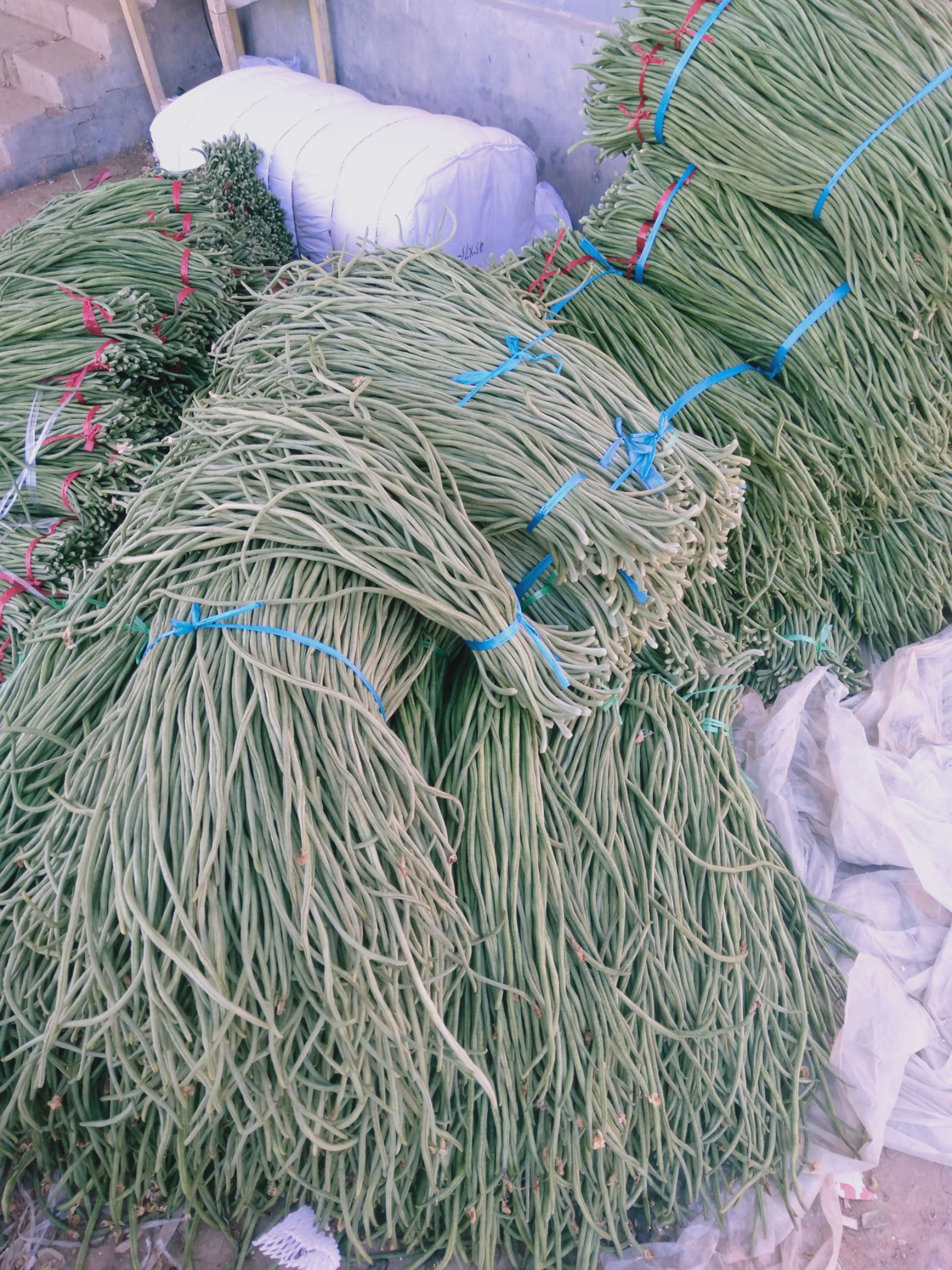 长豆角聊城莘县产地直发