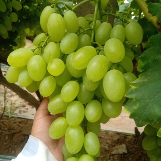 邯郸维多利亚葡萄 青提，夏黑，大颗粒大串需要的可以约了