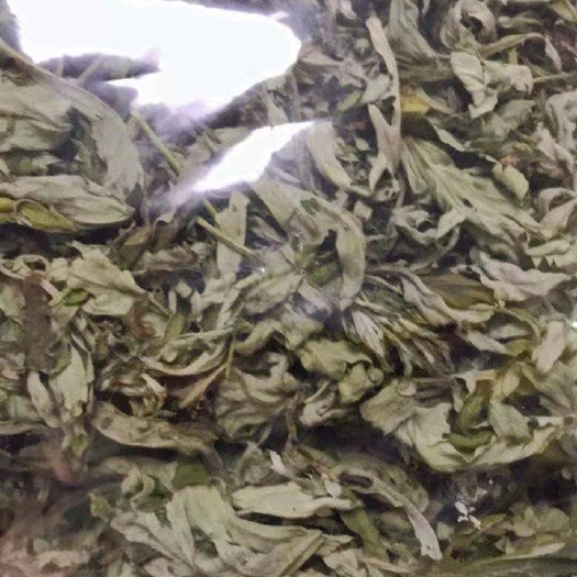 巴中秦岭艾叶端午采摘艾草