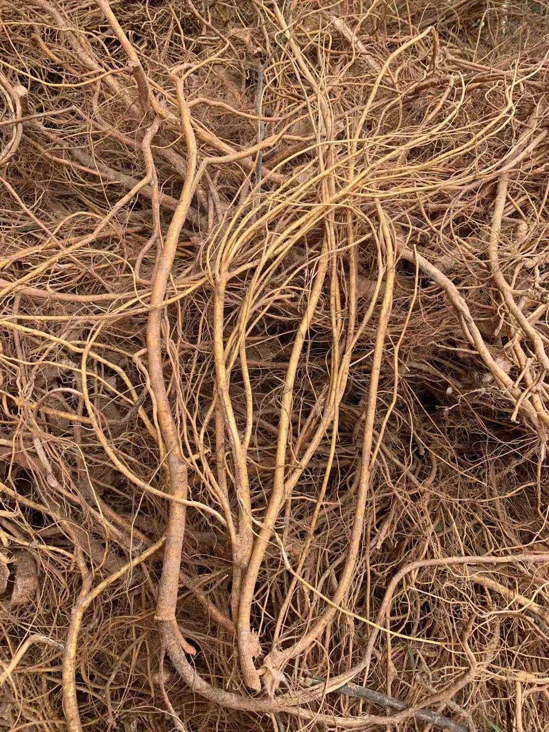 五指毛桃根茎 广东茂名新鲜发货 中药材原料大量有货，长期供应