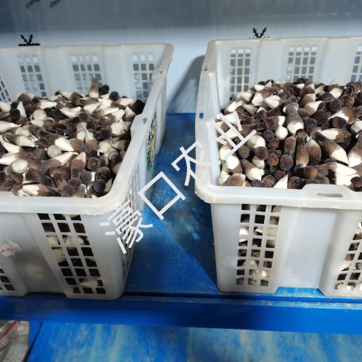 诏安县黑皮鸡枞菌1234级基地直供～濠口农业，皮黑肉白，5-7㎝，