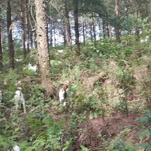 重庆市 波尔山羊