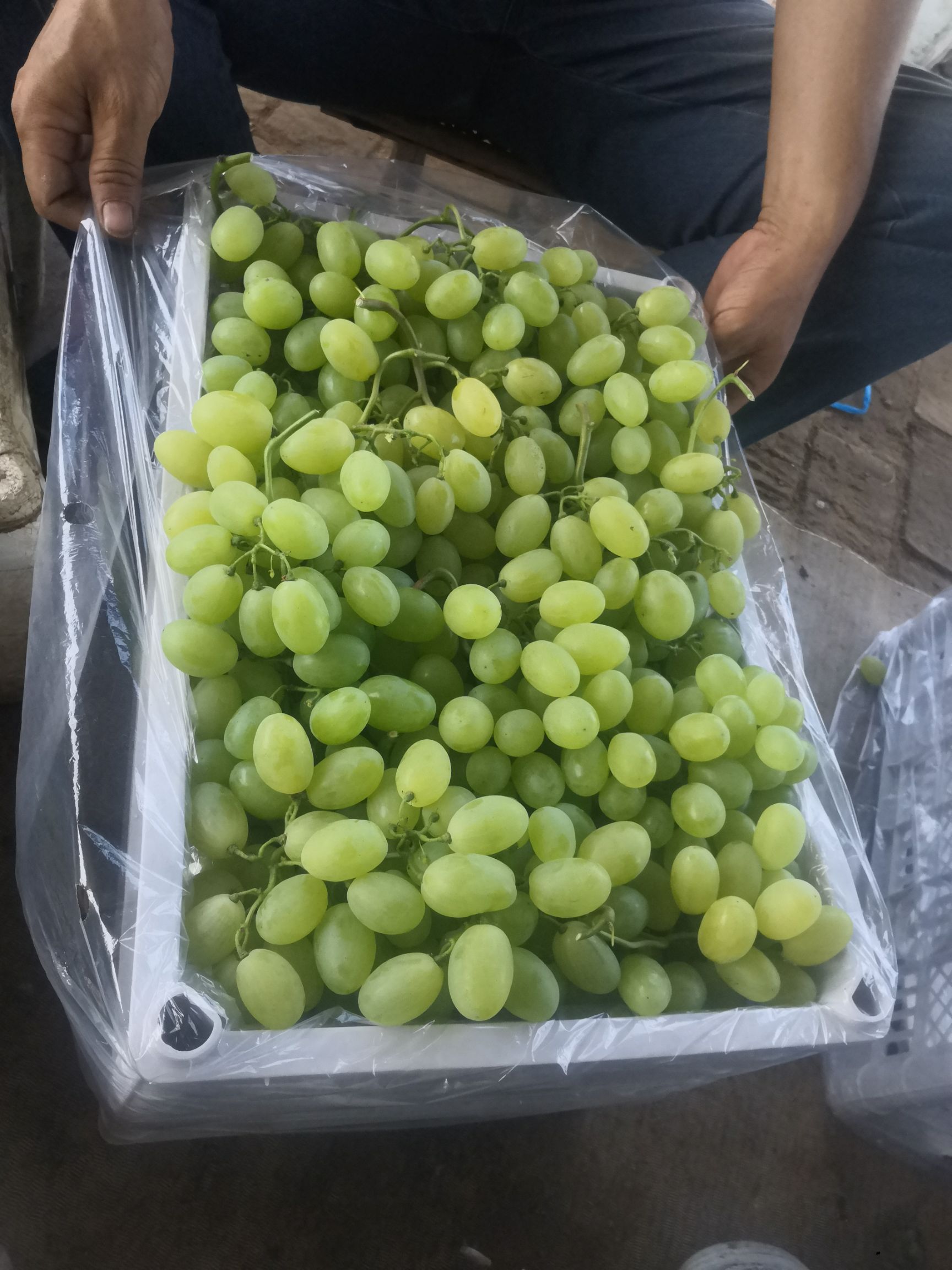 自家大棚维多利亚葡萄已熟 想找长期合作的老板 有需要的请联系