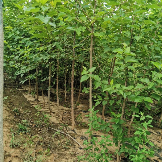 泊头市黑珍珠桑树苗 长年供应各种规格：实生、嫁接桑苗，高杆桑树，低分枝果桑