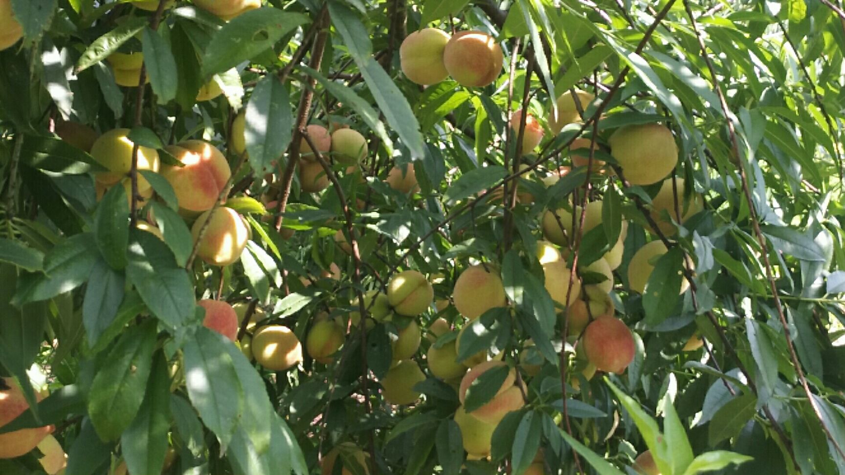 鷹嘴蜜桃 連州市，高山，鷹嘴桃