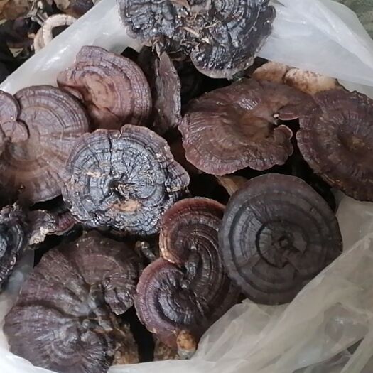 东莞市红菇  黑灵芝今年新货需要的联系我