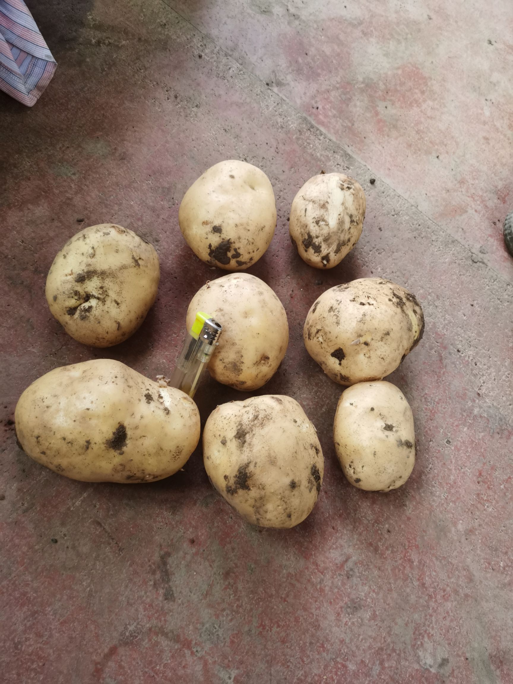 尤金885土豆 尤金土豆