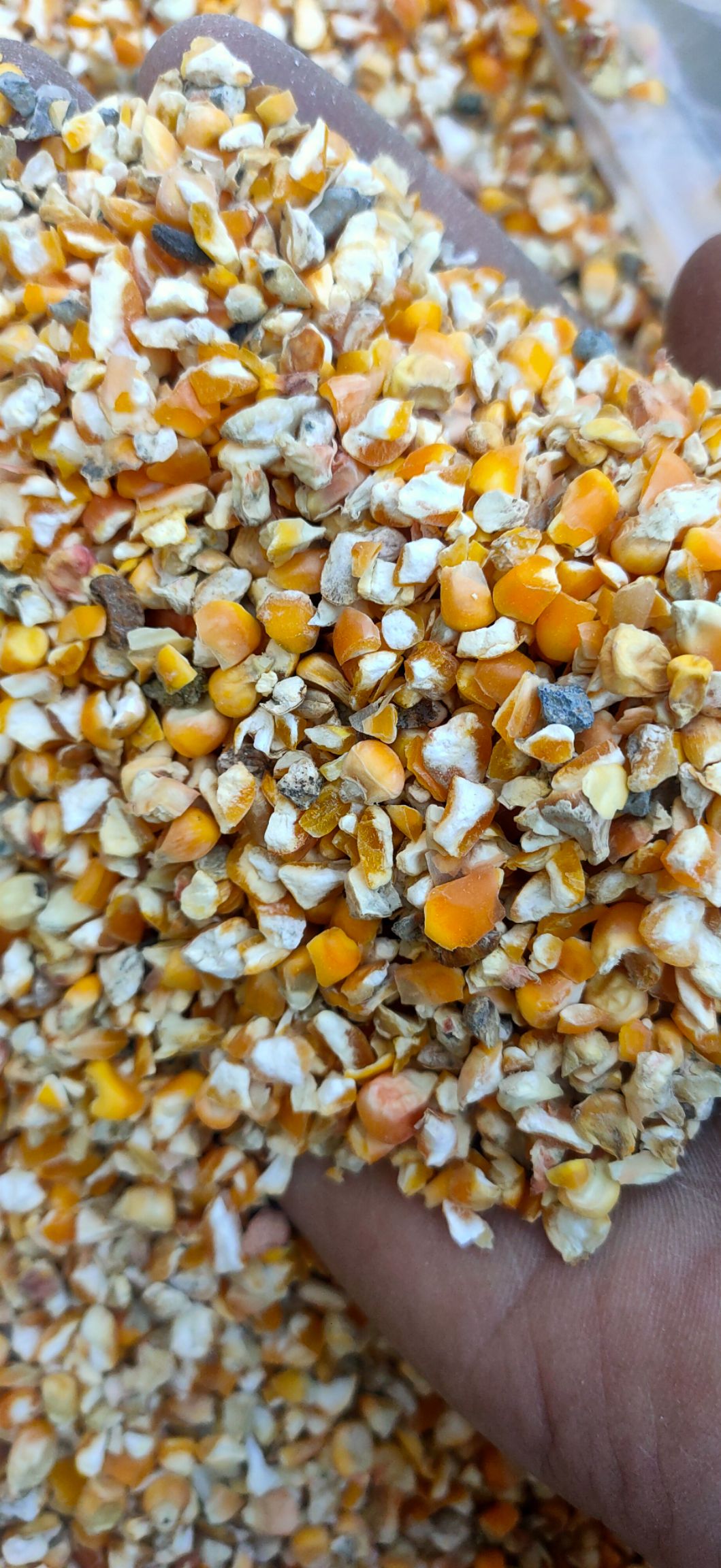 [干玉米批发]干玉米 玉米碎粒鸡鸭鹅饲料价格0.9元/斤 - 惠农网