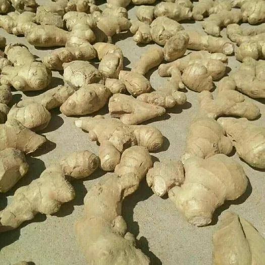 山东优质生姜产地批发 常年供应  电商市场货齐全 全国物流