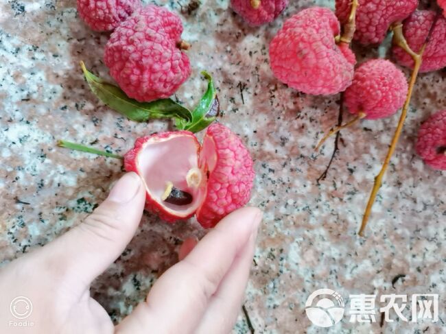 荔枝王 果大肉多籽小贵族荔枝蜜丁香