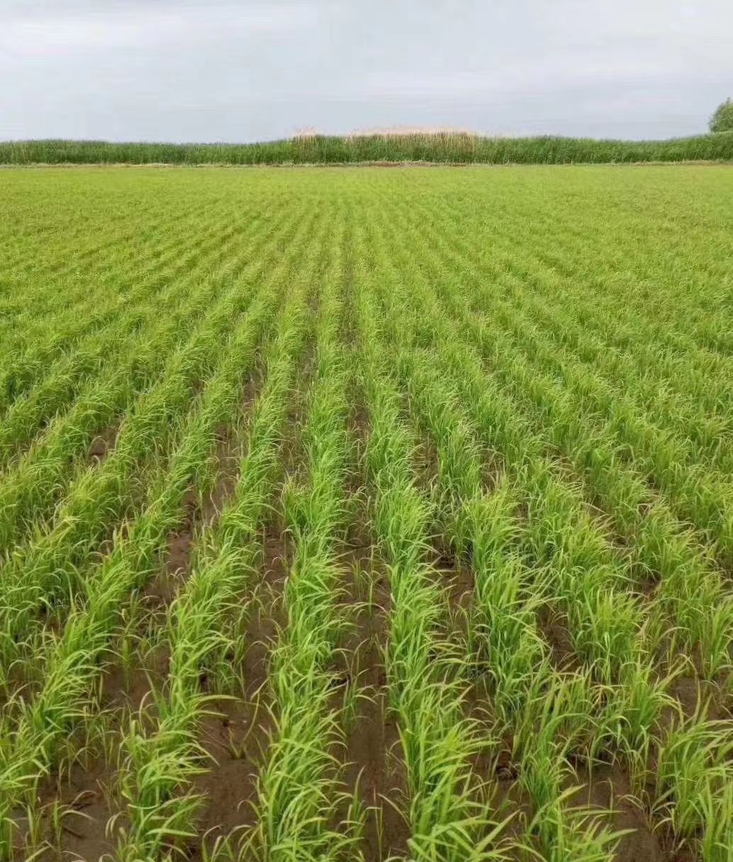 东北水稻  圆粒珍珠稻谷