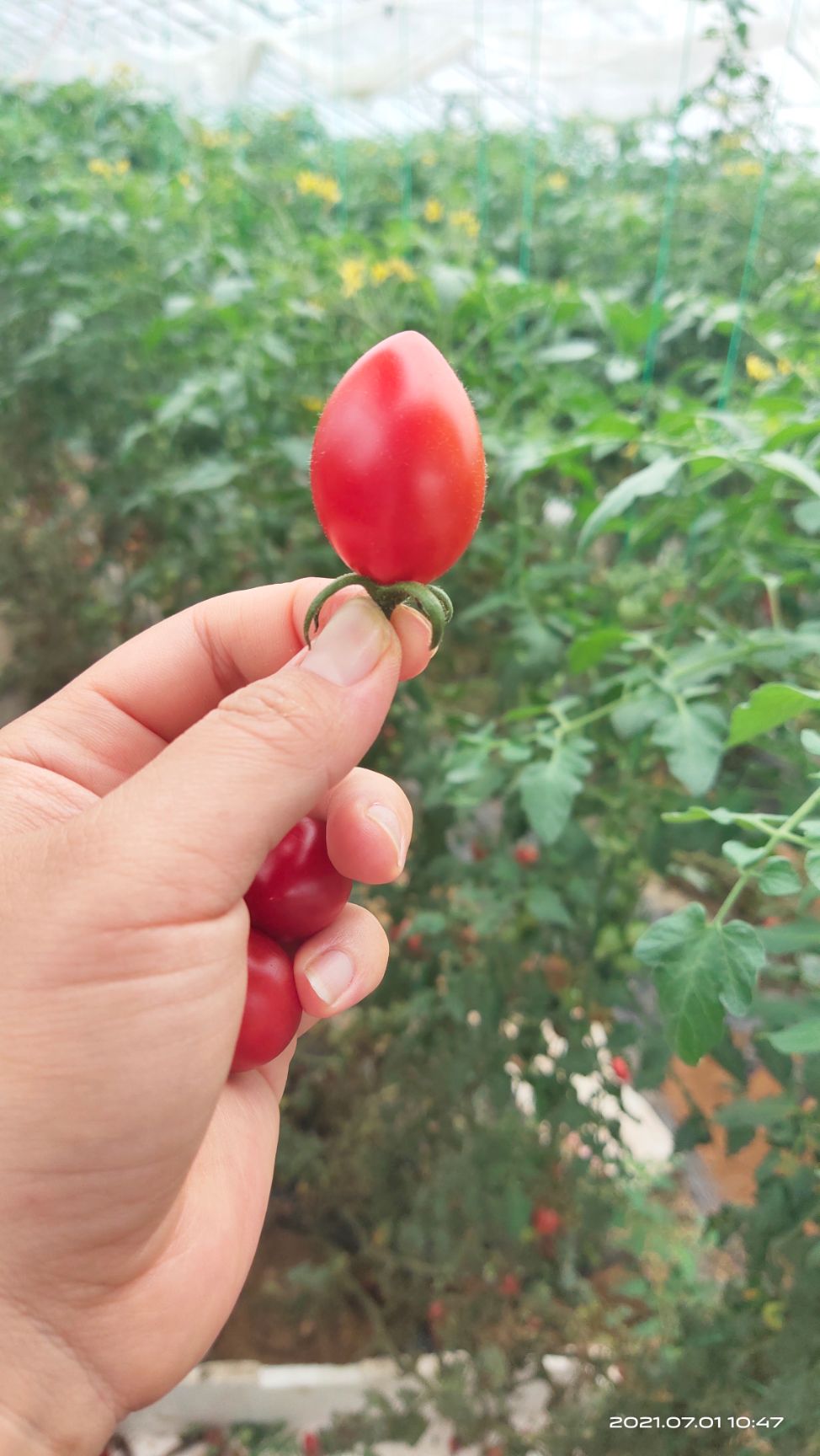 釜山88圣女果  釜山88小番茄西红柿圣女果千禧果洋柿子基地