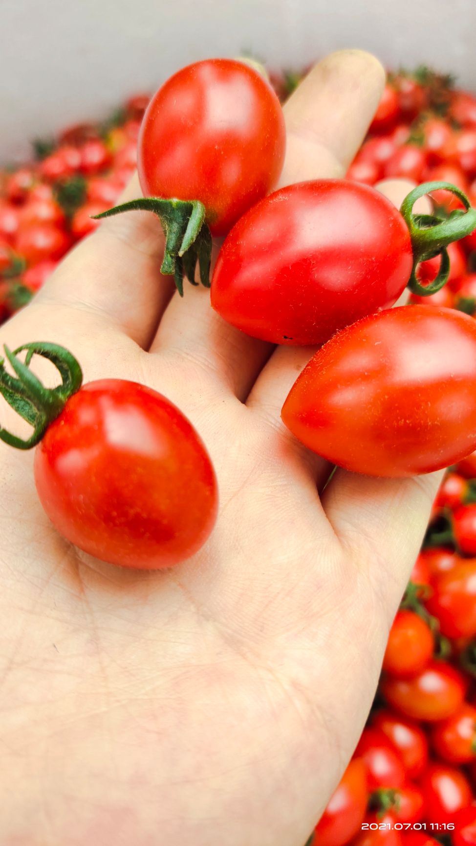 釜山88圣女果  釜山88小番茄西红柿圣女果千禧果洋柿子基地