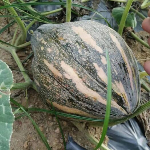 陆丰市香芋味南瓜广东正宗香芋南瓜小南瓜新鲜蔬菜孕妇宝宝辅食香甜