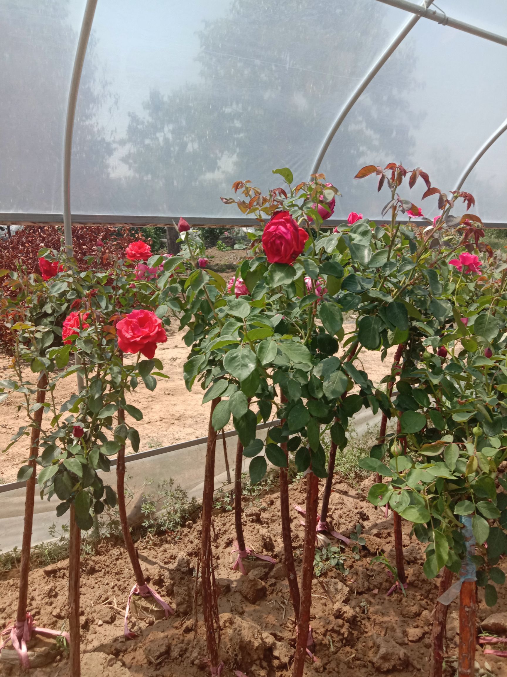 树状月季  G爬藤，月季，树桩，月季