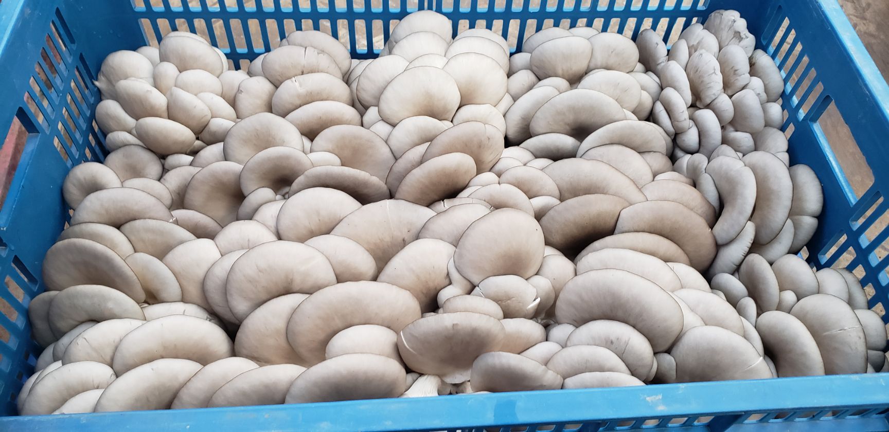 鲜平菇  反季精品平菇大量上市，黑灰色，可装彩框，黑框子均可