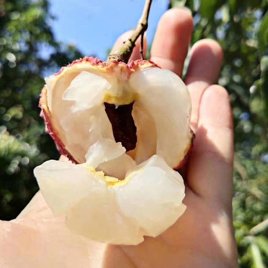 荔枝王 果大肉多籽小贵族荔枝蜜丁香