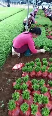 荔浦市毛杜鹃 友谊苗木绿化苗