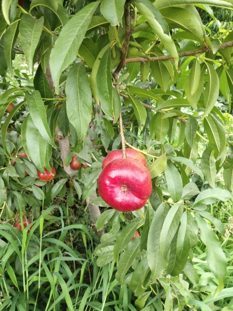 红油桃 油盘桃