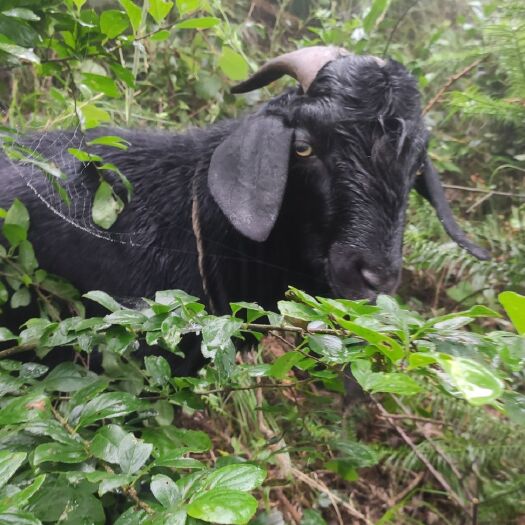 溆浦县 中耳努杂黑山羊种公羊