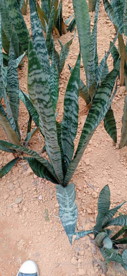 信宜市虎皮兰  银脉 虎尾兰 高脚