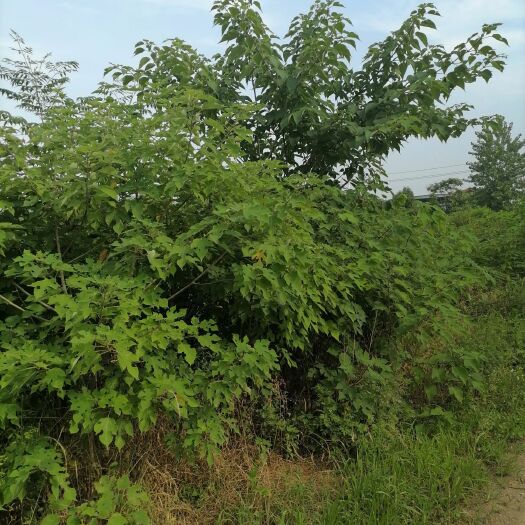 随州 出售野生构树树叶