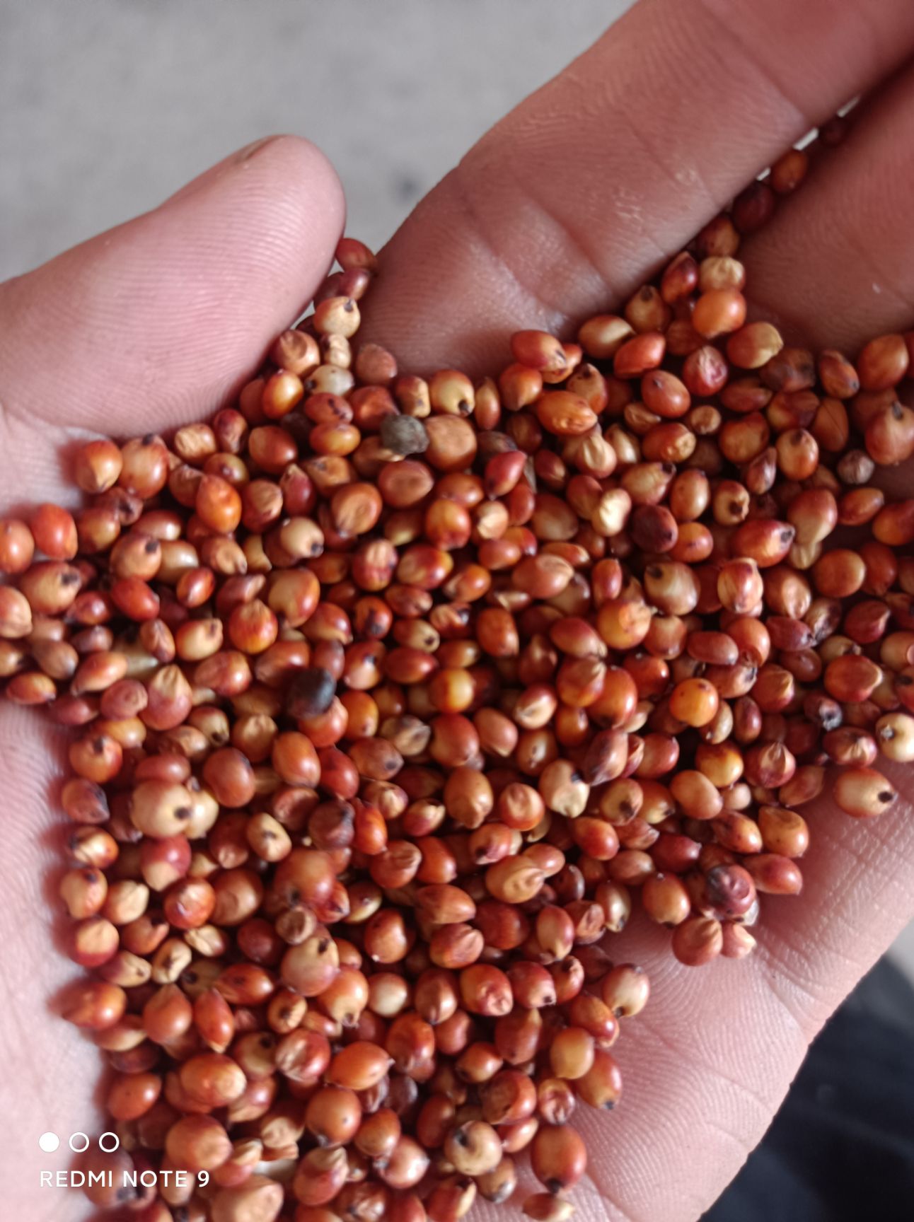 高粱 红高粱 酿酒高粱 磨面高粱  高粱米 颗粒均匀 质量好