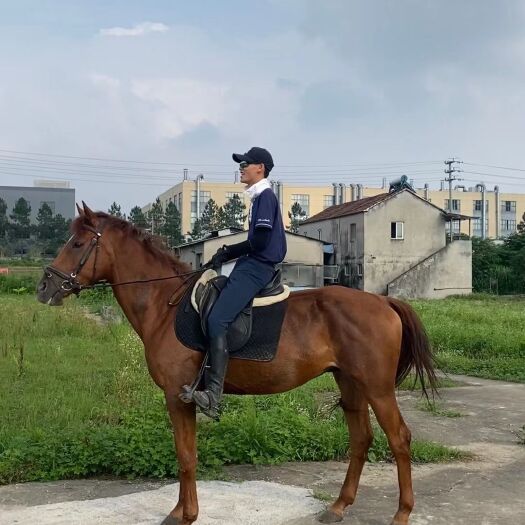 德清县阿拉伯马 比利时温血马，比利时温血扇马，比利时温血母马，比利时温血公马