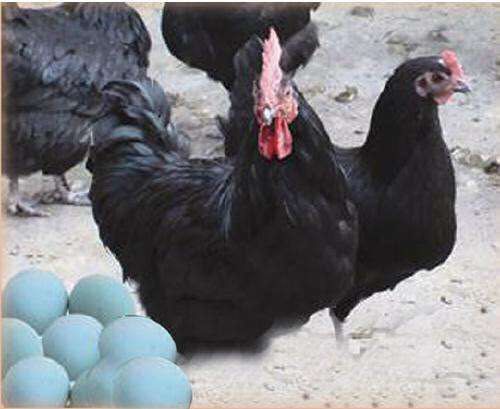 五黑鸡苗  五黑绿壳蛋鸡苗，黑土鸡苗，厂家直销