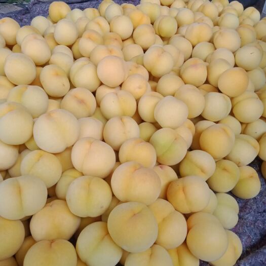 蒙阴县黄金蜜 山东省临沂市蒙阴县 
