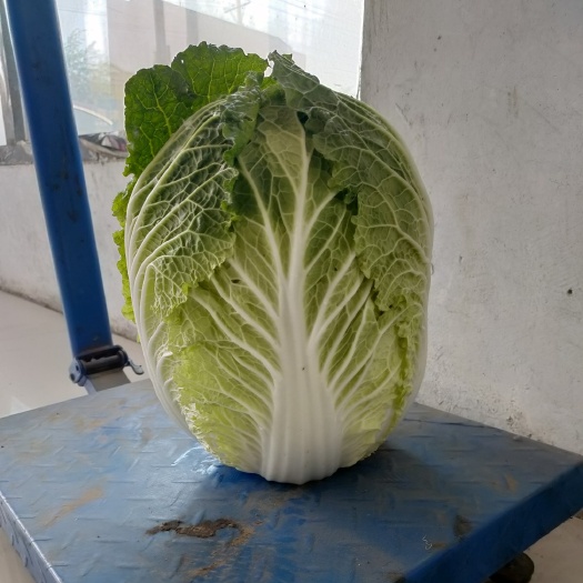 公主岭市黄心大白菜  黄心白菜307