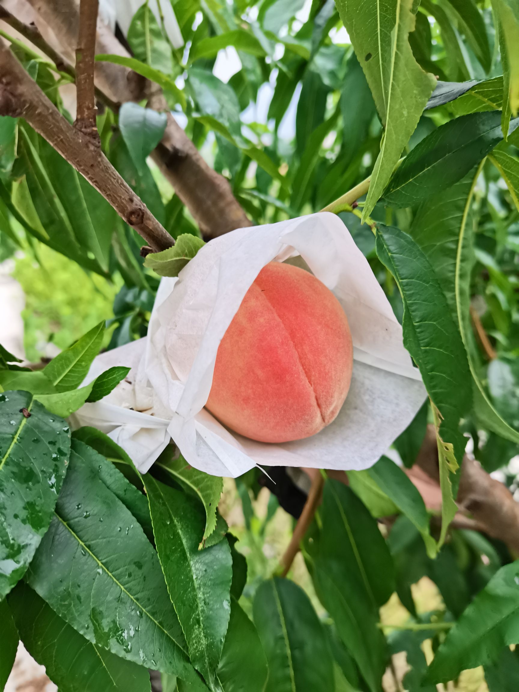 脆桃
皮球桃  五月脆桃   胭脂脆桃  美脆桃