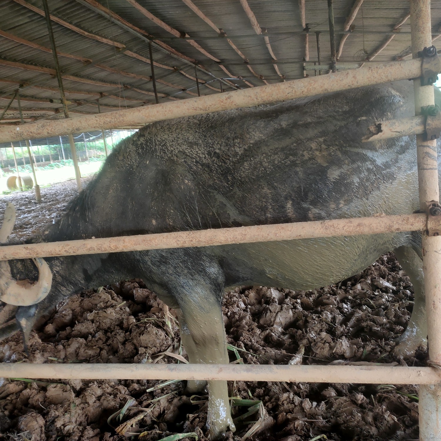 奶牛 全部一对牙的怀孕8-9个月磨拉牛