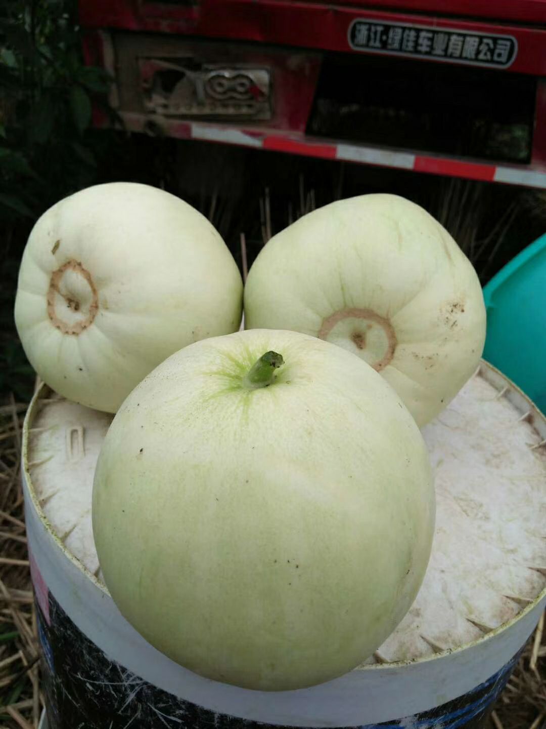 甜宝甜瓜 甜宝大量供应，又大又甜，都是自己种的欢迎老板来采购