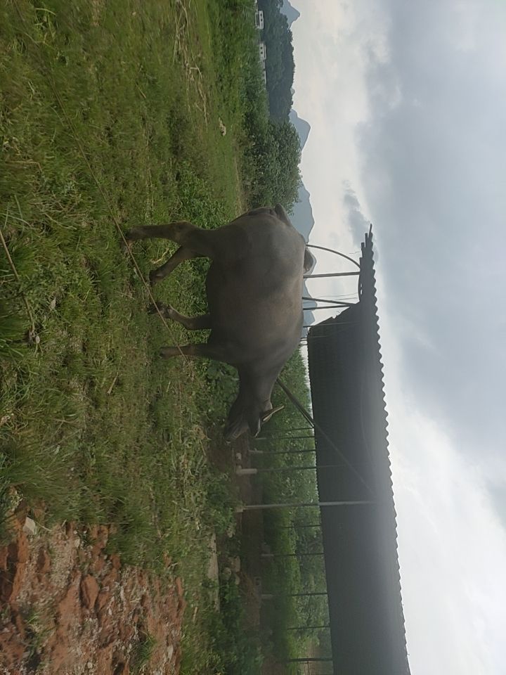 奶牛 全部一对牙的怀孕8-9个月磨拉牛