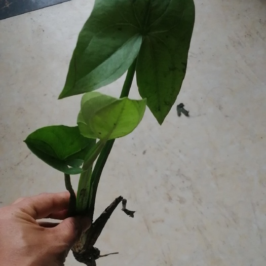 水生植物慈姑苗茨菰种苗白肉茨菇种苗庭院盆栽水田栽种