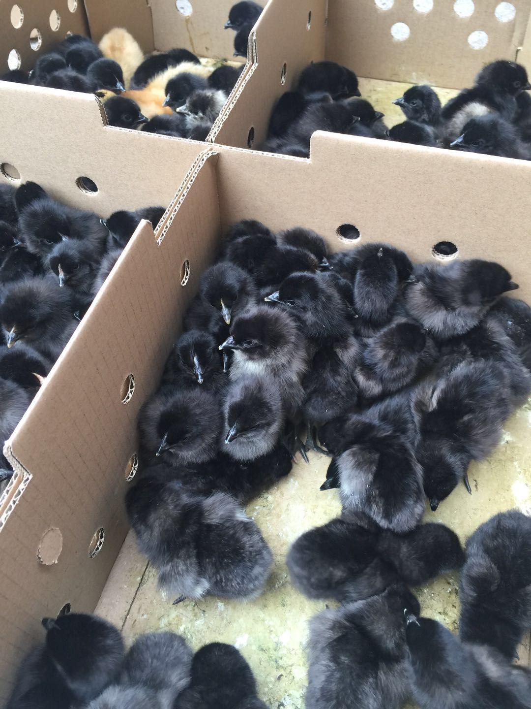 五黑鸡苗  五黑绿壳蛋鸡苗，黑土鸡苗，厂家直销