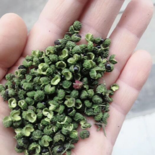汉源县汉源青花椒
