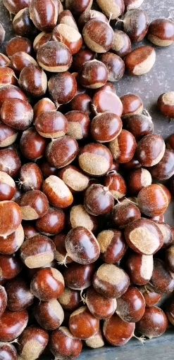 遵化板栗京东板栗迁西板栗